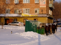 Prokopyevsk, Orenburgskaya st, 房屋 15. 公寓楼