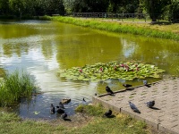 Samara, public garden 