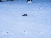 Томск, университет Национальный исследовательский Томский государственный университет (ФГАОУ ВО), Ленина проспект, дом 36